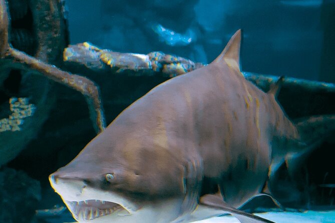 4-Hour Guided Antalya Aquarium Tour - Quick Practical Tips to Make the Most of Your Visit