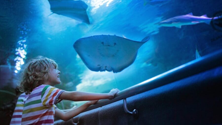 Antalya: Aquarium and Wax Museum Entry Ticket - Sharks, eels, crocs, and the moments to plan your day around