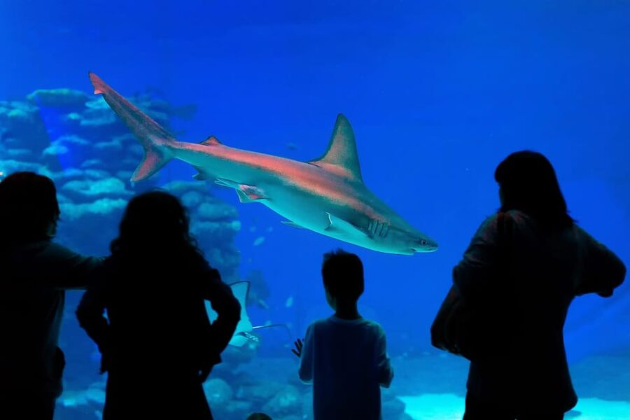 Antalya: Aquarium and Wax Museum Entry Ticket - Walkthrough extras: XD cinema and other possible add-ons
