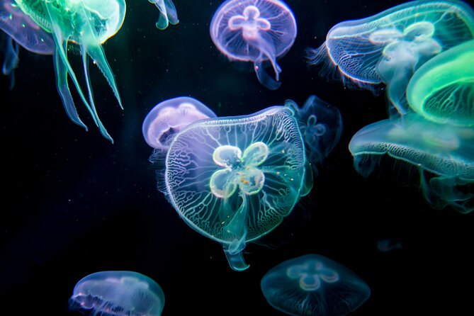 Antalya: Aquarium, Wax Museum & Combo Package Options - Timing inside a 1 to 4 hour Antalya family day