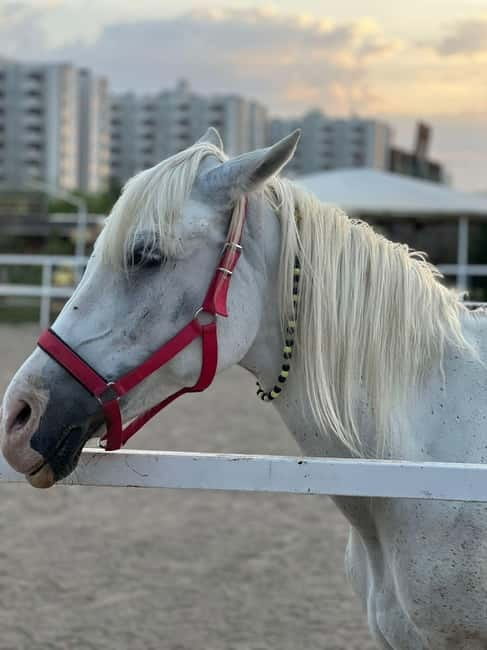 Antalya: Deniz Molalı At Safarisi - The 45-minute horse-drawn carriage ride: a big chunk of the tour