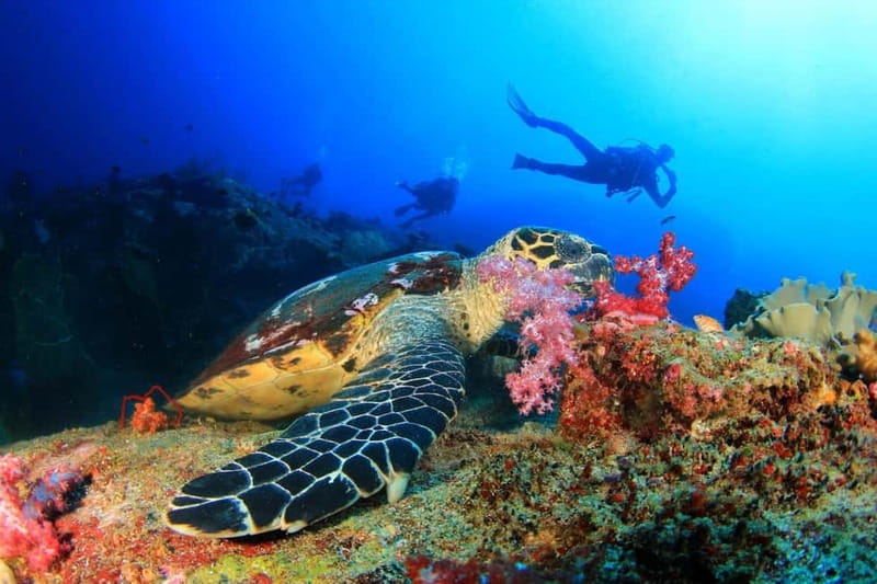 Antalya/Kemer: Scuba Diving Experience with 2 Dives & Lunch - From hotel pickup to the Poseidon boat at Kemer Marina