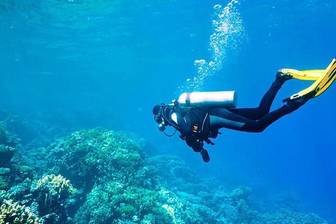Antalya Scuba Diving With Transfer From Belek,Lara,Kemer Hotels - First Underwater Session: What You Might See Off Kemer