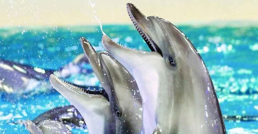 From Belek: Dolphin Show with Transfers - Key highlights to know before you go