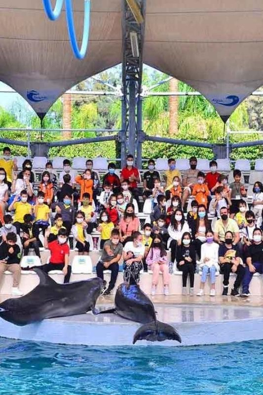 From Belek: Dolphin Show with Transfers - From Belek to the venue: transfers that actually make life easier