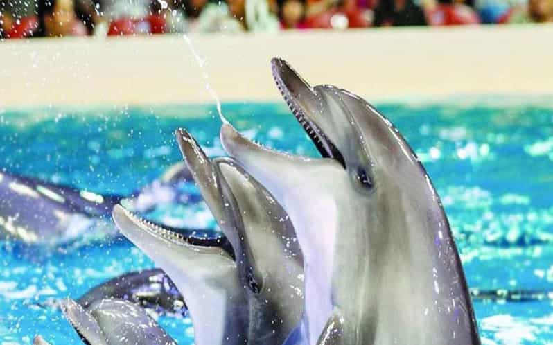 From Belek: Dolphin Show with Transfers - The reality of a 1 to 3 hour outing