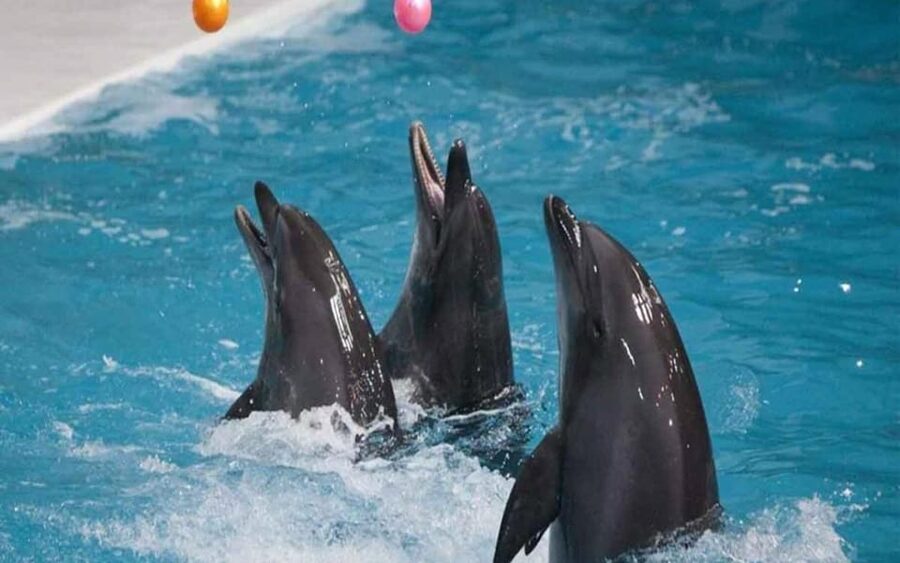 From Belek: Dolphin Show with Transfers - Where it fits on your Antalya trip