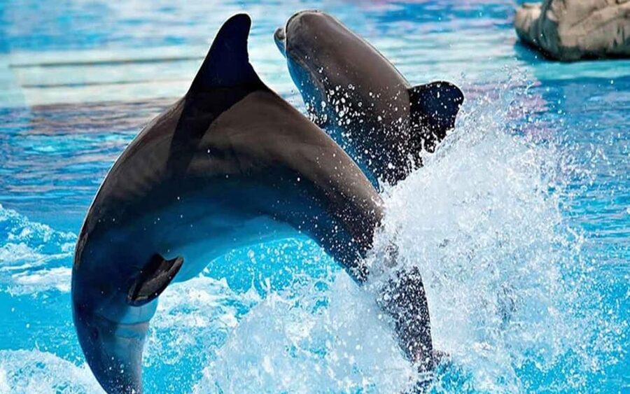 From Belek: Dolphin Show with Transfers - Who should book this dolphin show (and who should pause first)