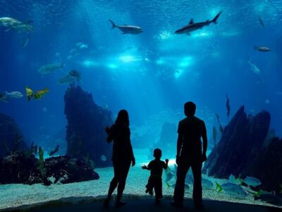 From city of Side: Antalya Aquarium Full-Day Trip