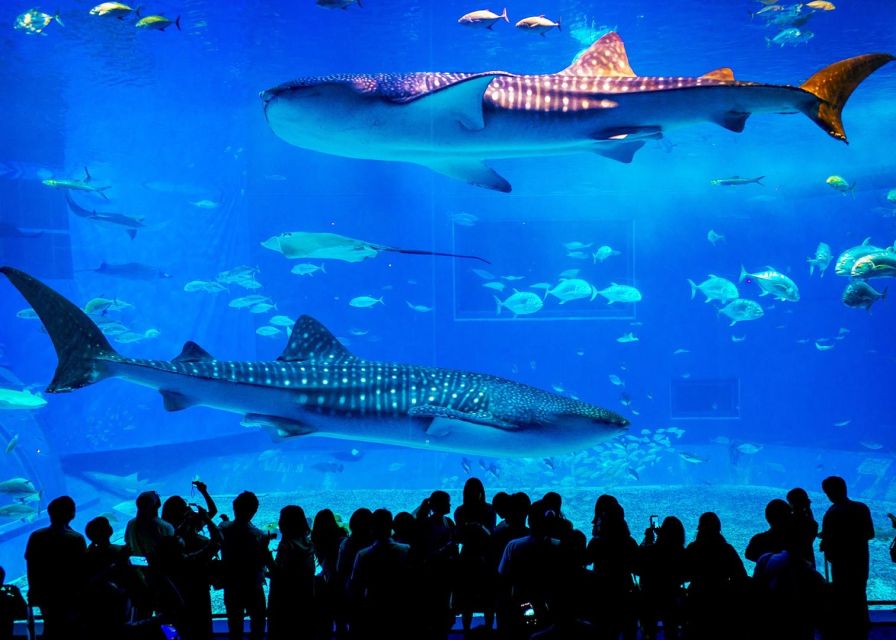 From city of Side: Antalya Aquarium Full-Day Trip - Price and value at about $77 per person