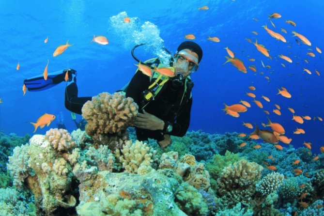 Scuba Diving Tour - Why This Antalya Scuba Day Feels Good for Beginners